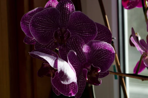 Růžový květ a listy falaenopsis orchideje v květináči na parapetu v domě. Interiérová výzdoba. — Stock fotografie