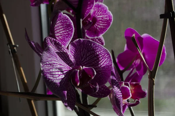 Růžový květ a listy falaenopsis orchideje v květináči na parapetu v domě. Interiérová výzdoba. — Stock fotografie