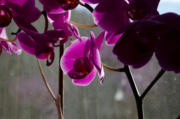 Rosa blomma och blad av falaenopsis orkidé i en blomkruka på fönsterbrädan i huset. Rumsinredning. — Stockfoto