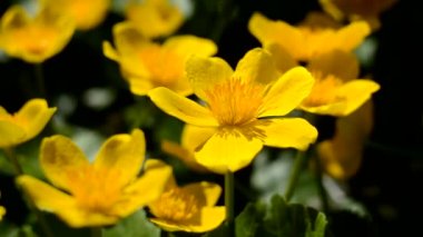 Güneşli bir günde, bahçede sarı bir kaltha.