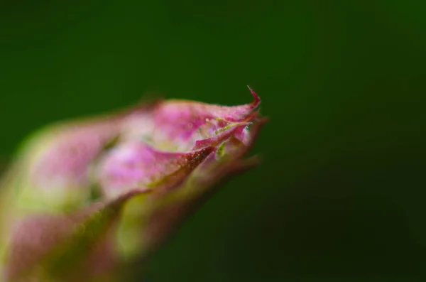 Nahaufnahme einer aufkeimenden Blume auf einem Ast auf verschwommenem Naturhintergrund. — Stockfoto