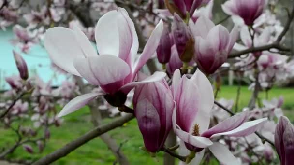 An incredibly beautiful pink flowering magnolia tree. Magnolia flowers close up — Vídeos de Stock