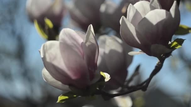 Egy hihetetlenül gyönyörű rózsaszín virágzó magnólia fa. Magnólia virágok záródnak — Stock videók