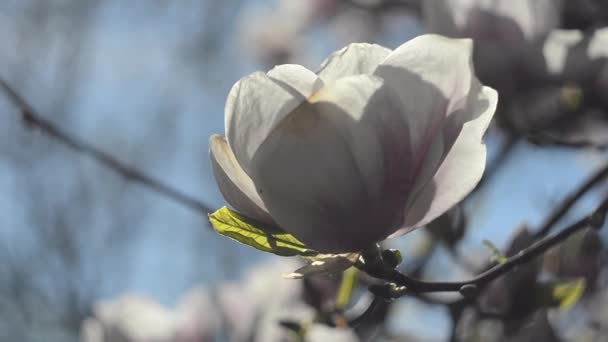 Niesamowicie Piękne Różowe Drzewo Magnolii Magnolia Kwiaty Sezonie Wiosennym — Wideo stockowe