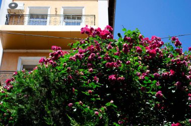 Güzel kırmızı güller yaz sabahı bahçesinde Parlak yaz günü arka planında