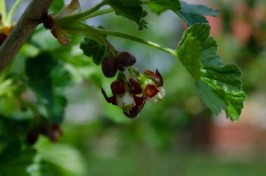 Jostabarry çiçeği Ribes nidigrolaria veya josta, siyah frenk üzümü ve bektaşi üzümlerinden oluşan melez, kapat.