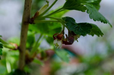 Jostabarry çiçeği Ribes nidigrolaria veya josta, siyah frenk üzümü ve bektaşi üzümlerinden oluşan melez, kapat.