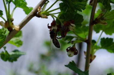 Jostabarry çiçeği Ribes nidigrolaria veya josta, siyah frenk üzümü ve bektaşi üzümlerinden oluşan melez, kapat.