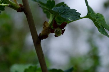 Jostabarry çiçeği Ribes nidigrolaria veya josta, siyah frenk üzümü ve bektaşi üzümlerinden oluşan melez, kapat.