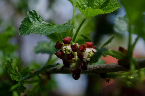 Jostabarry Flower Ribes Nidigrolaria Josta Hybrid Black Currants Gooseberries Close — стоковое фото