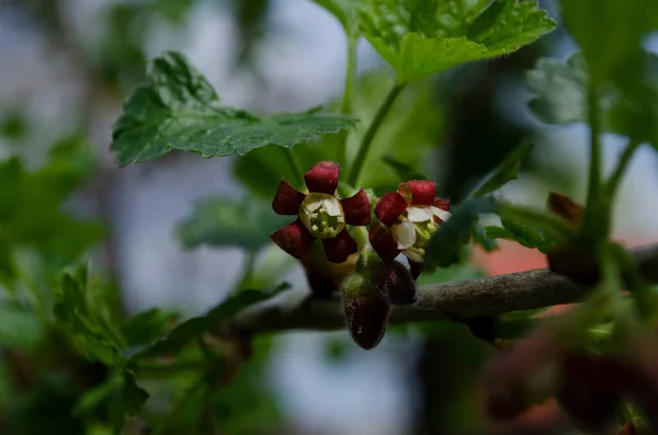 Jostabarry Flower Ribes Nidigrolaria Josta Hybrid Black Currants Gooseberries Close — стоковое фото