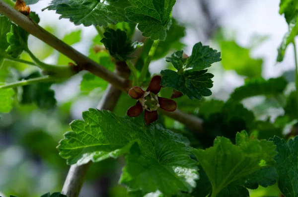 Jostabarry Flower Ribes Nidigrolaria Josta Hybrid Black Currants Gooseberries Close — стоковое фото