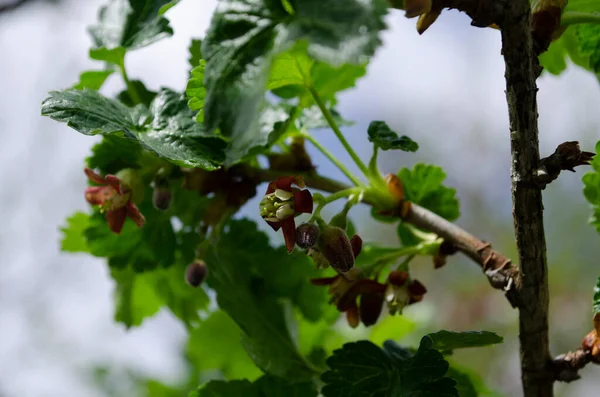 Jostabarry Flower Ribes Nidigrolaria Josta Hybrid Black Currants Gooseberries Close — Fotografia de Stock