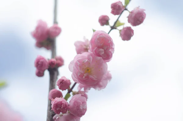 Ροζ Άνθη Κερασιάς Sakura Πλήρη Άνθιση Στον Κήπο — Φωτογραφία Αρχείου