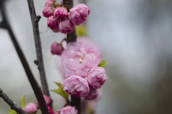 Pink Sakura Cherry Blossoms Full Bloom Garden — Stock Photo, Image