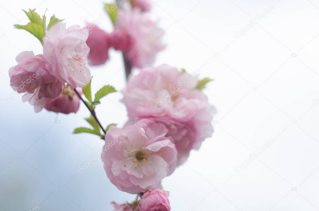 Pink sakura cherry blossoms in full bloom in the garden