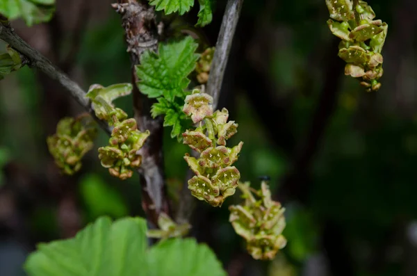 Ribes Rubrum Red Currant Bush Flowers Red Currant Red Currant — стоковое фото