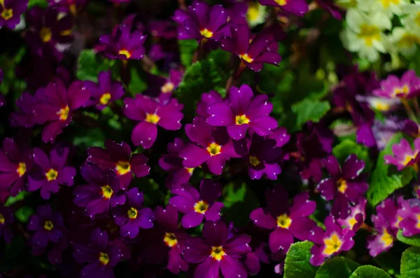 Bahar Bahar Çiçekleri Burgundy Çuha Çiçeği Yeşil Yaprakların Arasında Primrose — Stok fotoğraf