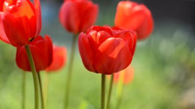 Güneşli yaz havasında rüzgârda laleler. Vahşi doğada çiçekler. Flora.