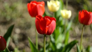 Güneşli yaz havasında rüzgârda laleler. Vahşi doğada çiçekler. Flora.