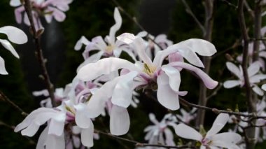 İnanılmaz güzel pembe çiçekli bir manolya ağacı. Manolya çiçekleri kapanıyor