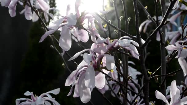 An incredibly beautiful pink flowering magnolia tree. Magnolia flowers close up — Stock Video