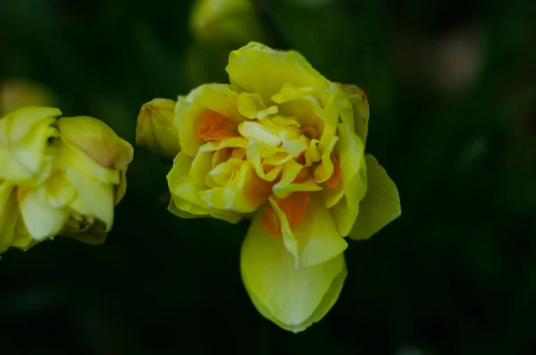 Blüten Narzissen Narcissus Gelb Und Weiß Frühjahrsblühende Zwiebelpflanzen Beet Selektiver — Stockfoto