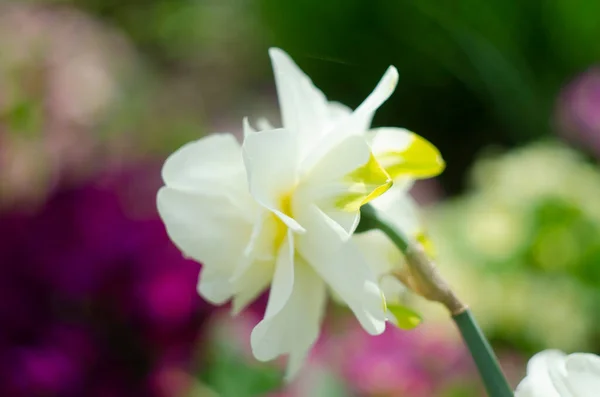Flowers Daffodils Yellow White Spring Flowering Bulb Plants Flowerbed Selective — стоковое фото