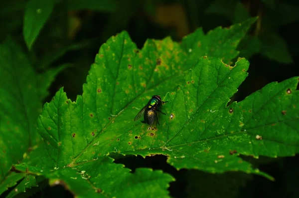 Home Housefly Sitting Long Green Leaf Close Macro Shoot — ストック写真
