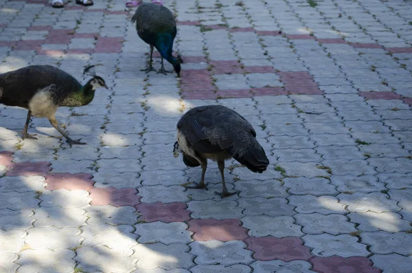 Closeup Peacok Pavo Cristatus Its Wings Spread Looking Straight Camera — Stock Photo, Image