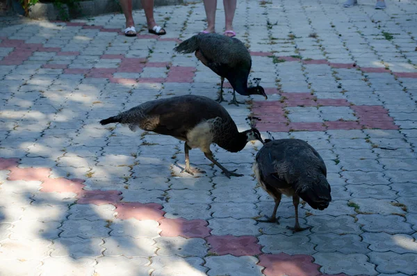 Closeup Peacok Pavo Cristatus Its Wings Spread Looking Straight Camera — Fotografia de Stock