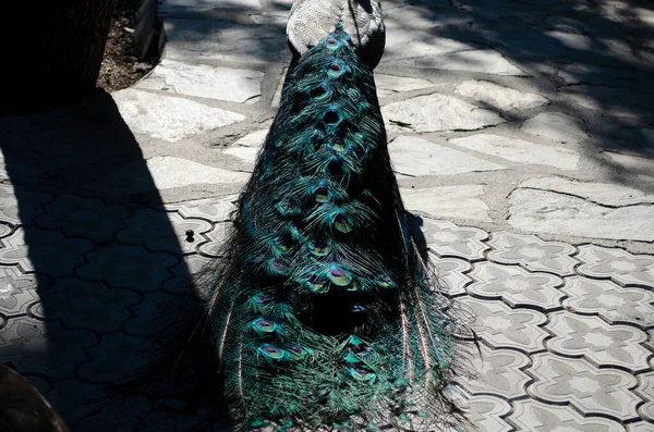 Closeup Peacok Pavo Cristatus Its Wings Spread Looking Straight Camera — Fotografia de Stock