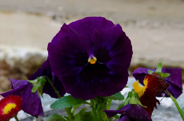 Close Viola Flowers Blooming Garden Blurred Background Spring Selective Focus — Foto Stock