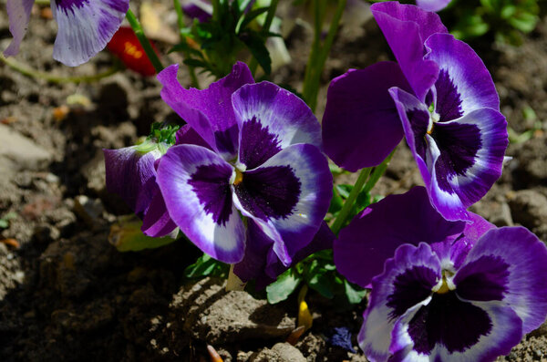 Close up Viola flowers blooming in the garden with a blurred background in spring, selective focus