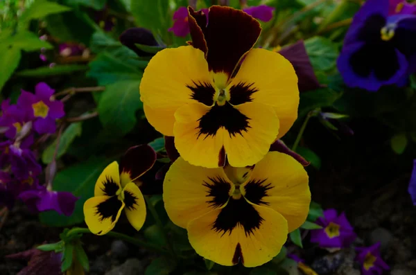 Close Viola Flowers Blooming Garden Blurred Background Spring Selective Focus — Foto de Stock