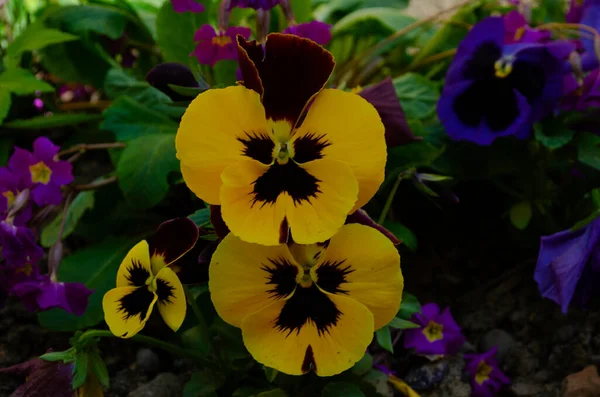 Close Viola Flowers Blooming Garden Blurred Background Spring Selective Focus — Stock Photo, Image