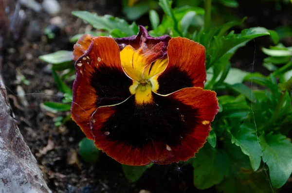 Close Viola Flowers Blooming Garden Blurred Background Spring Selective Focus — Stock Fotó
