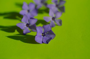 Yeşil arka planda mor menekşe çiçekleri. Narin yapraklar kapanıyor.