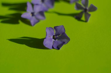 Yeşil arka planda mor menekşe çiçekleri. Narin yapraklar kapanıyor.