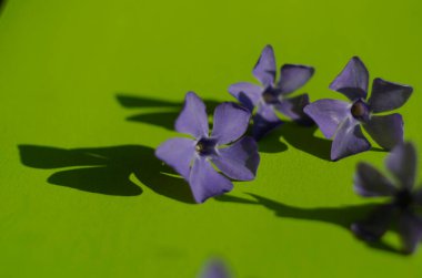 Yeşil arka planda mor menekşe çiçekleri. Narin yapraklar kapanıyor.