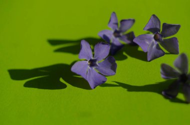 Yeşil arka planda mor menekşe çiçekleri. Narin yapraklar kapanıyor.