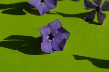 Yeşil arka planda mor menekşe çiçekleri. Narin yapraklar kapanıyor.