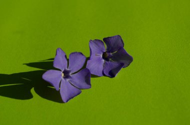 Yeşil arka planda mor menekşe çiçekleri. Narin yapraklar kapanıyor.