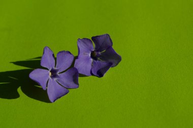 Yeşil arka planda mor menekşe çiçekleri. Narin yapraklar kapanıyor.