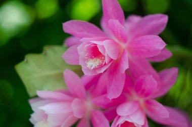 Pembe Epiphyllum orkidesi kaktüs çiçek lekesi ve yeşil arka planda stamen.