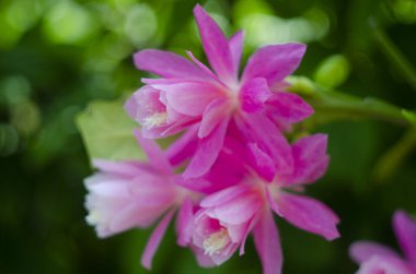 Pembe Epiphyllum orkidesi kaktüs çiçek lekesi ve yeşil arka planda stamen.