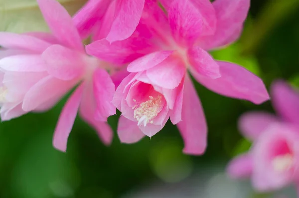 Detailní Záběr Růžové Epiphyllum Orchidej Kaktus Květ Stigma Tyčinky Zeleném — Stock fotografie