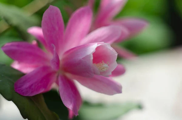Zbliżenie Różowy Epiphyllum Orchidea Kaktusa Kwiat Piętno Pieczęć Zielonym Tle — Zdjęcie stockowe