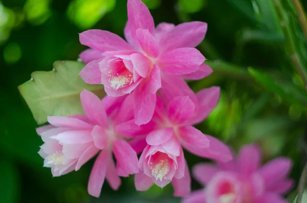Detailní Záběr Růžové Epiphyllum Orchidej Kaktus Květ Stigma Tyčinky Zeleném — Stock fotografie