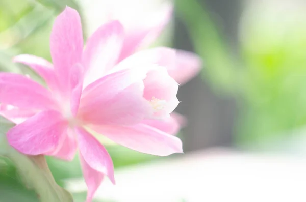 Nahaufnahme Auf Rosa Epiphyllum Orchideenkakteen Stigma Und Staubgefäße Auf Grünem — Stockfoto